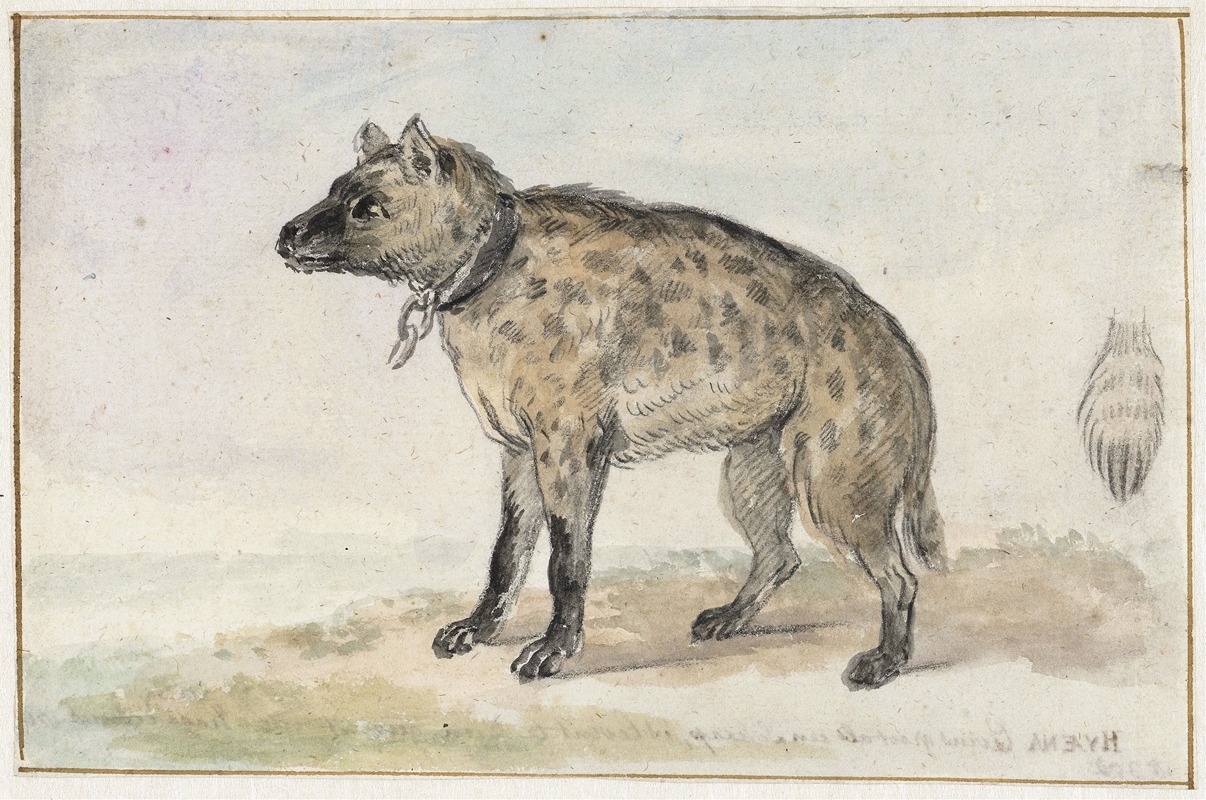 Aert Schouman - Gevlekte hyena