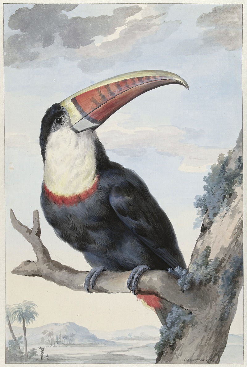 Aert Schouman - Red-billed Toucan