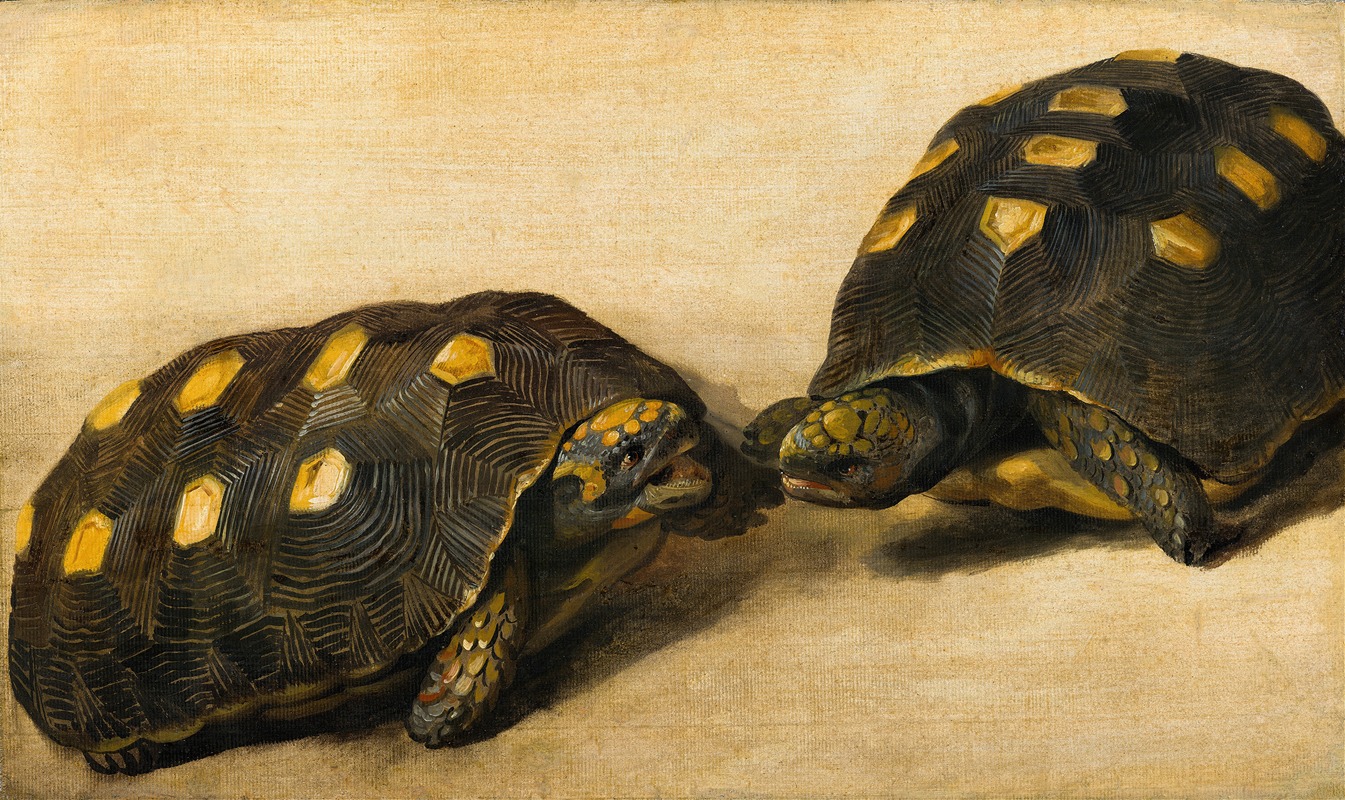 Albert Eckhout - Study of Two Brazilian Tortoises