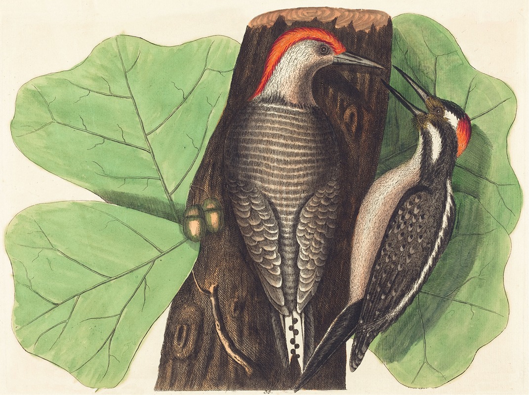 Johann Michael Seligmann - The Red Bellied Woodpecker (Picus Carolinus)