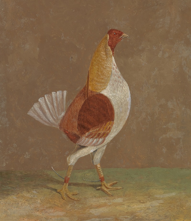 John Frederick Herring Snr. - Fighting Cocks, a Pale-Breasted Fighting Cock, Facing Rght