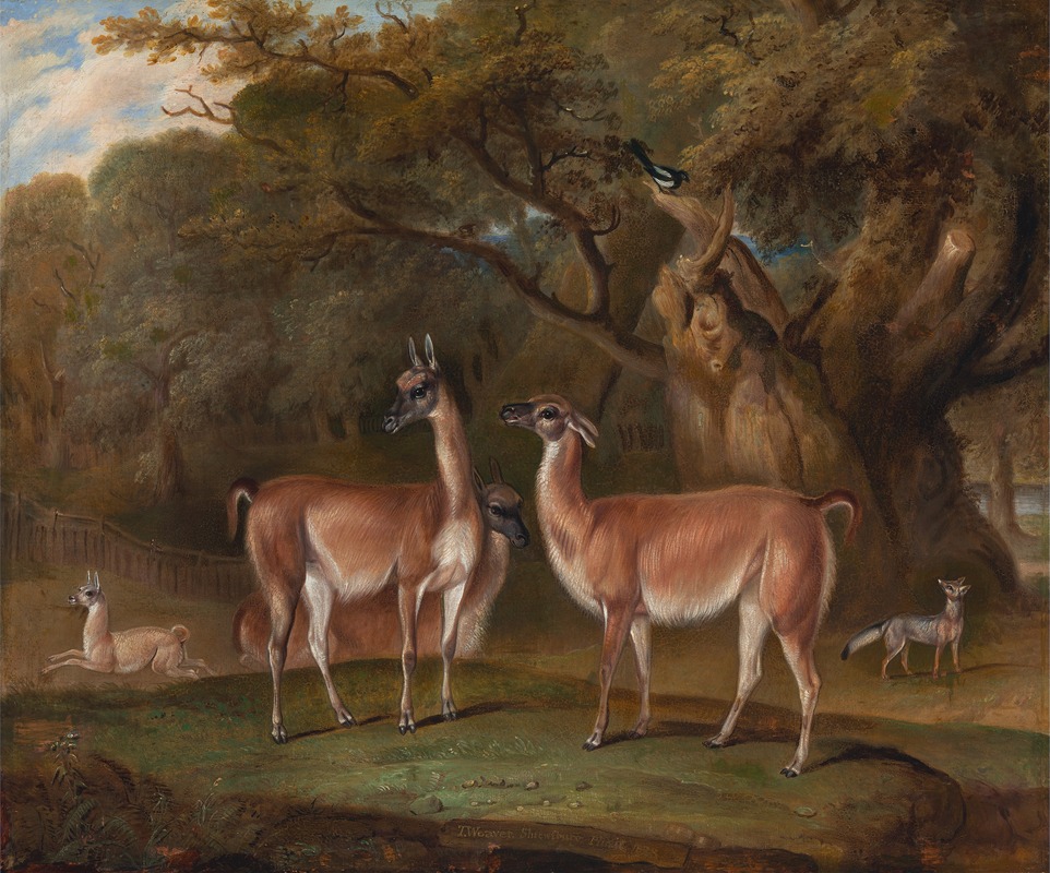 Thomas Weaver - Llamas and a fox in a wooded landscape
