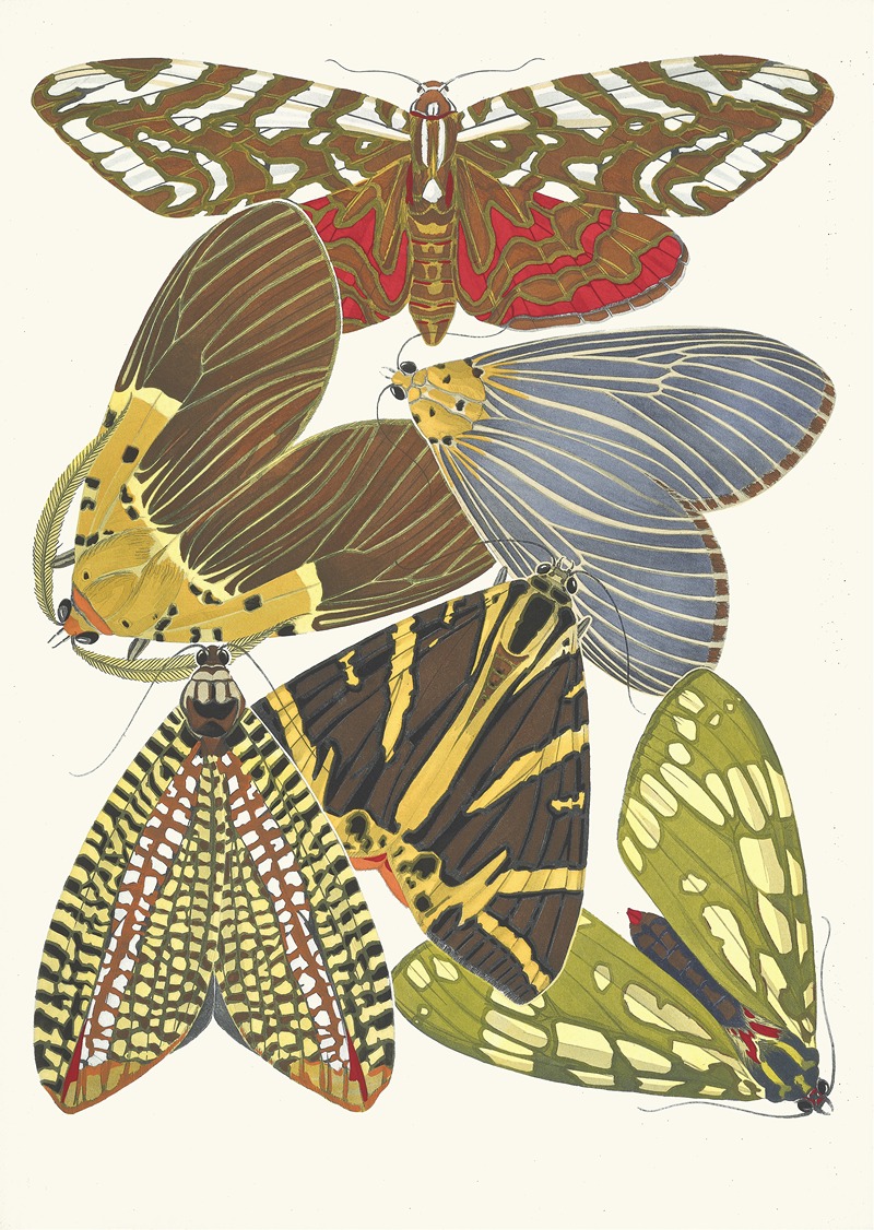 Emile-Allain Séguy - Papillons, Pl. 14