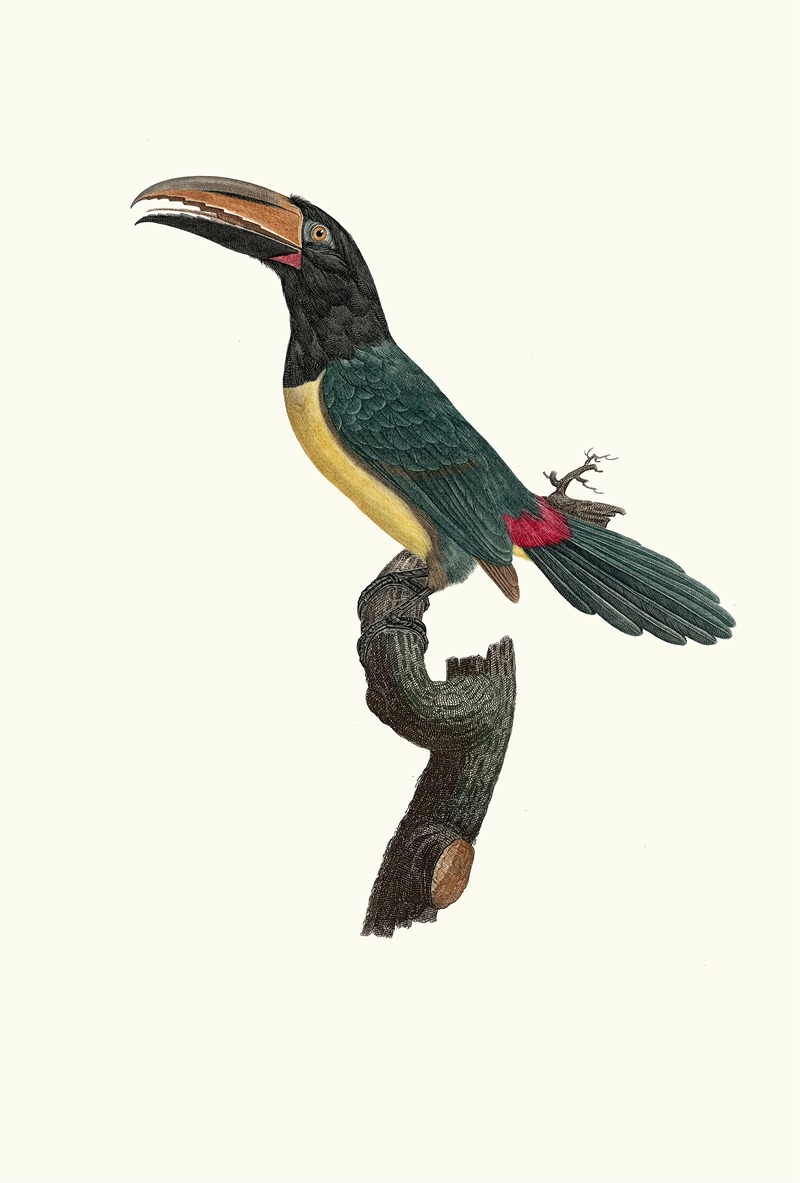 Jacques Barraband - L’Aracari verd mâle.