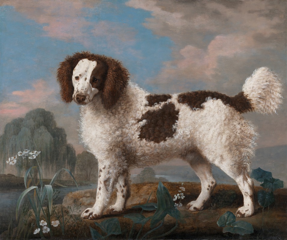 George Stubbs - Brown and White Norfolk or Water Spaniel