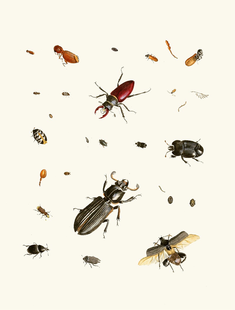 Johann Heinrich Sulzer - Dr. Sulzer’s Short History of Insects, Pl. 02