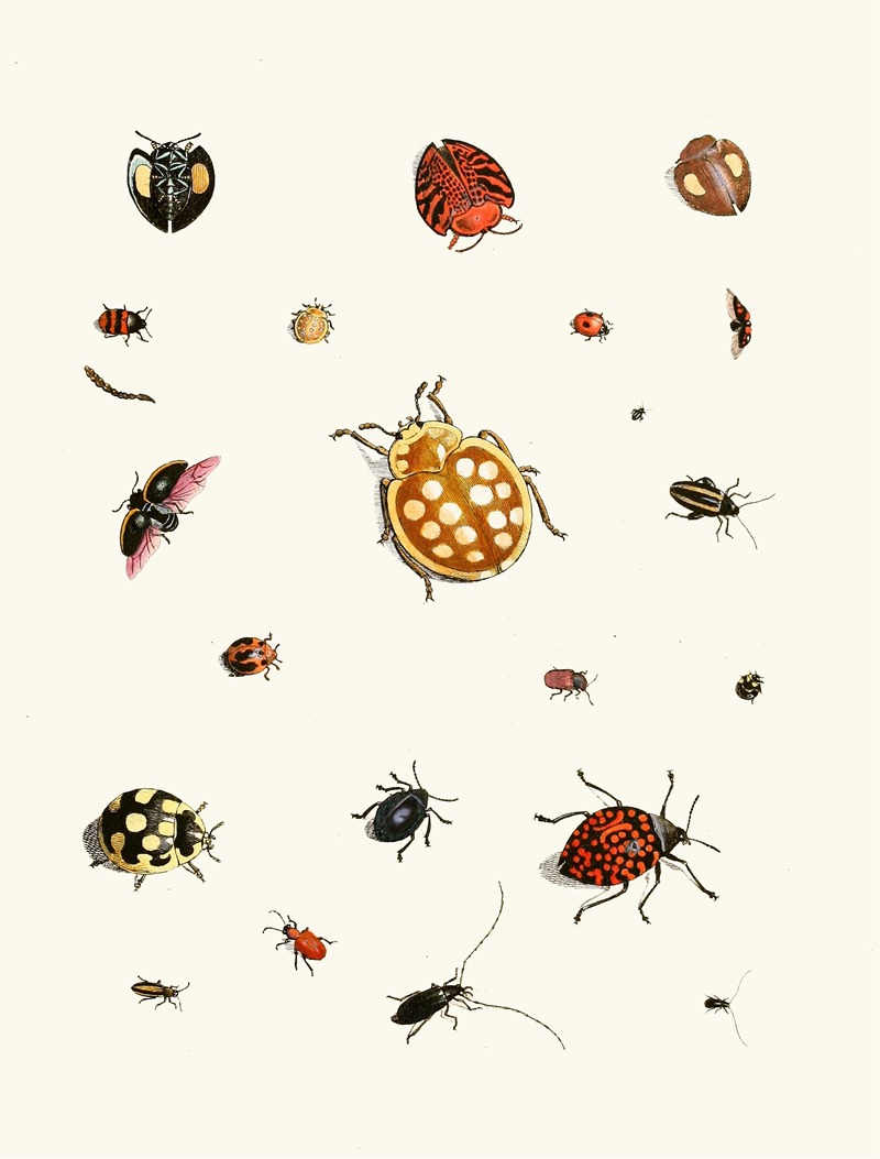 Johann Heinrich Sulzer - Dr. Sulzer’s Short History of Insects, Pl. 03