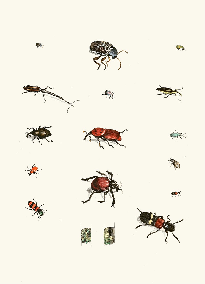 Johann Heinrich Sulzer - Dr. Sulzer’s Short History of Insects, Pl. 04
