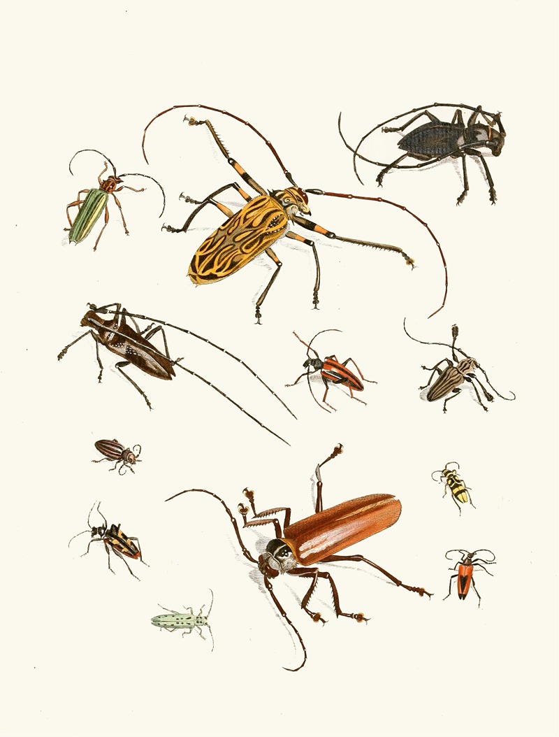 Johann Heinrich Sulzer - Dr. Sulzer’s Short History of Insects, Pl. 05