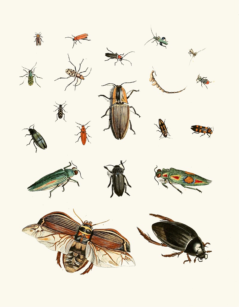 Johann Heinrich Sulzer - Dr. Sulzer’s Short History of Insects, Pl. 06