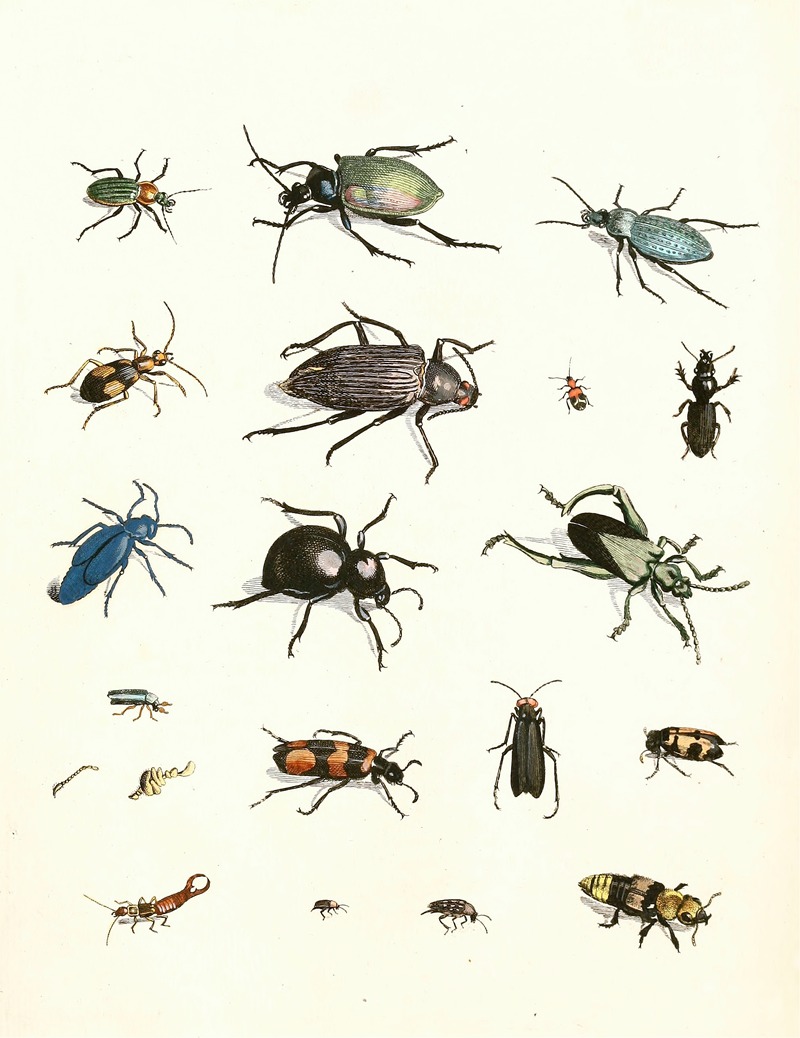 Johann Heinrich Sulzer - Dr. Sulzer’s Short History of Insects, Pl. 07