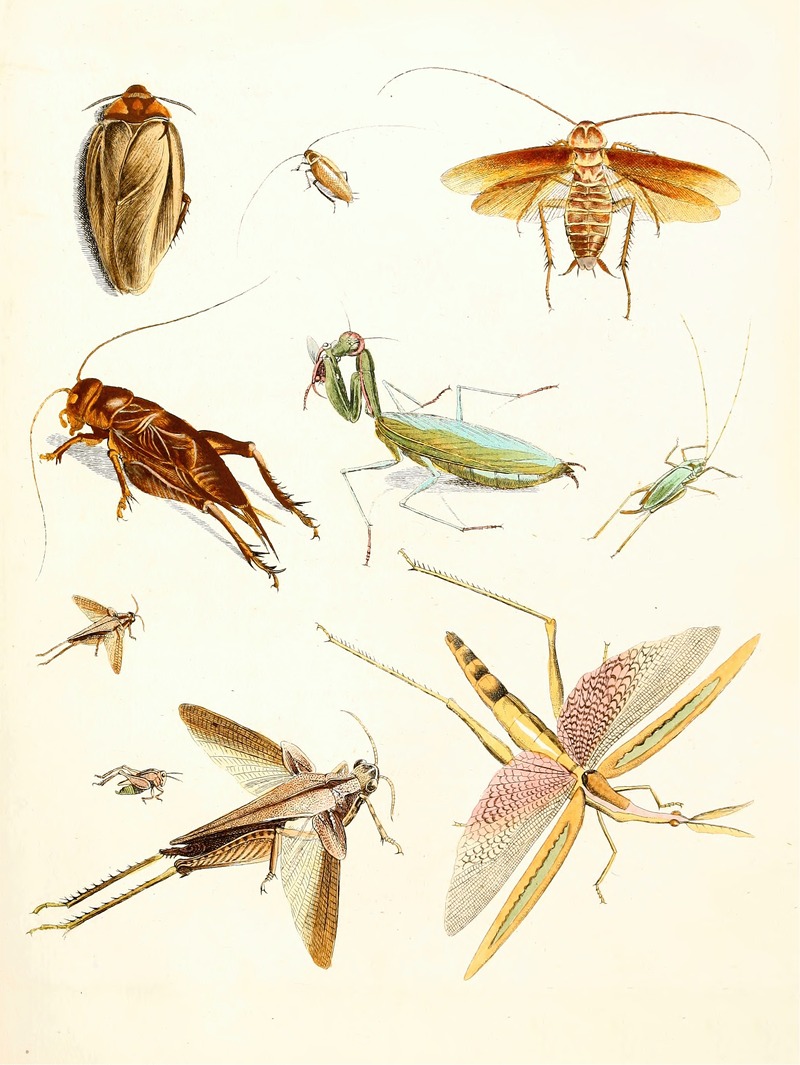Johann Heinrich Sulzer - Dr. Sulzer’s Short History of Insects, Pl. 08
