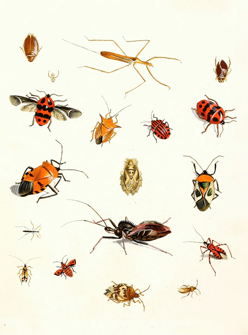 Johann Heinrich Sulzer - Dr. Sulzer’s Short History of Insects, Pl. 10