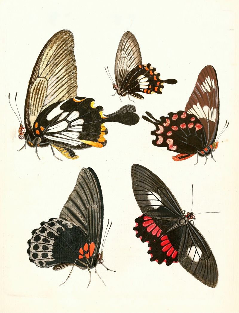 Johann Heinrich Sulzer - Dr. Sulzer’s Short History of Insects, Pl. 11