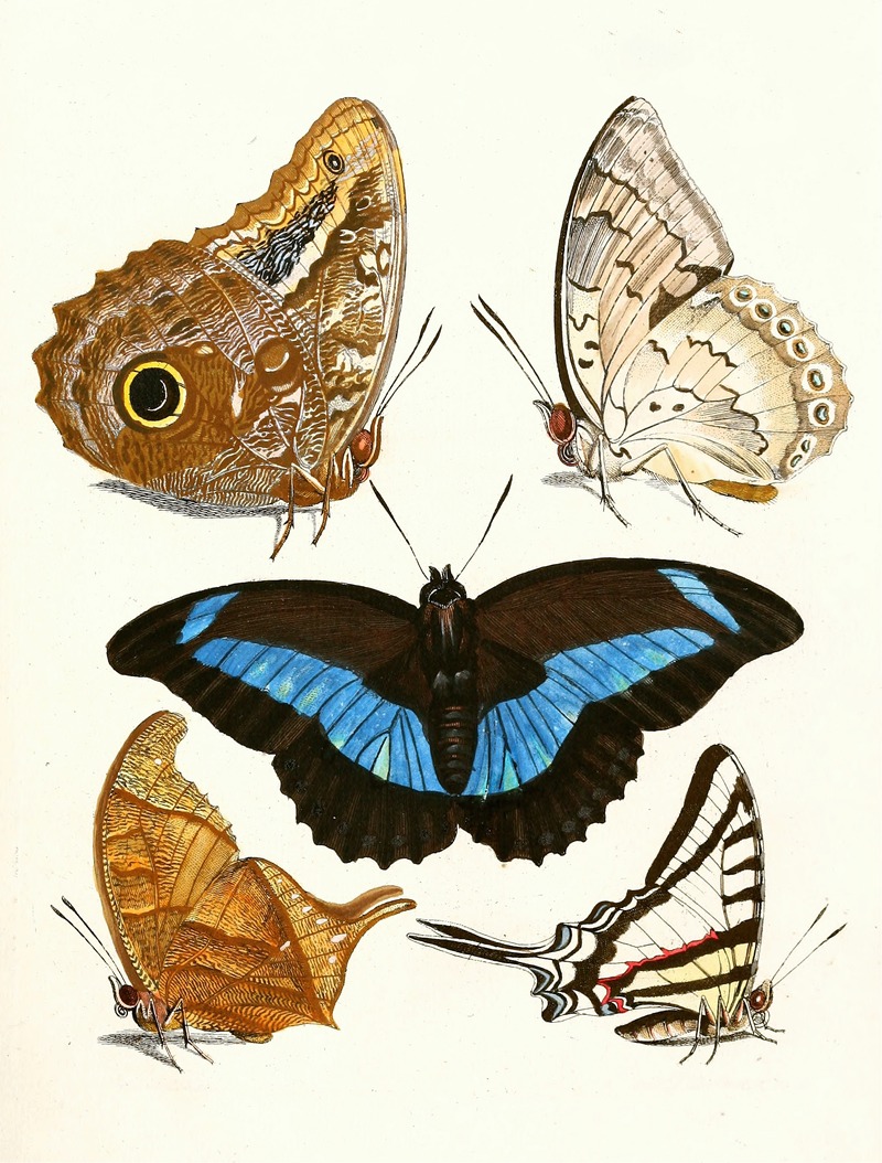 Johann Heinrich Sulzer - Dr. Sulzer’s Short History of Insects, Pl. 13