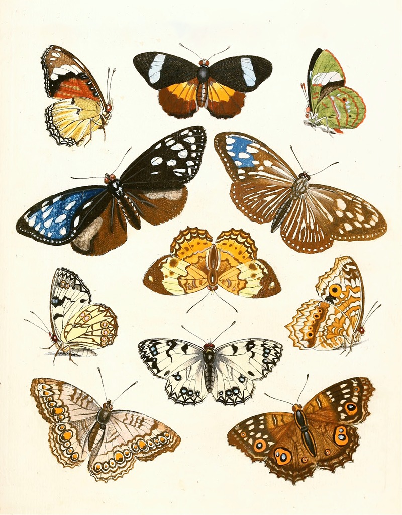 Johann Heinrich Sulzer - Dr. Sulzer’s Short History of Insects, Pl. 15