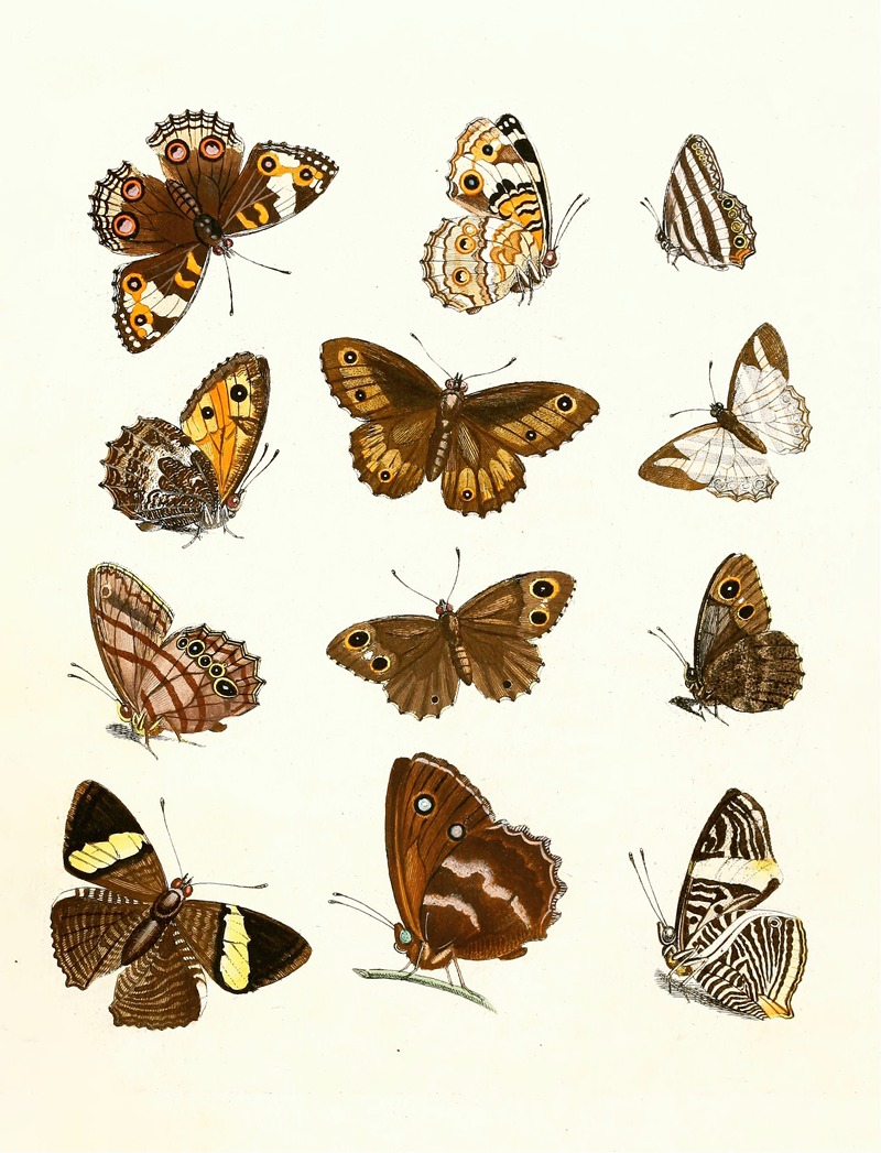 Johann Heinrich Sulzer - Dr. Sulzer’s Short History of Insects, Pl. 16