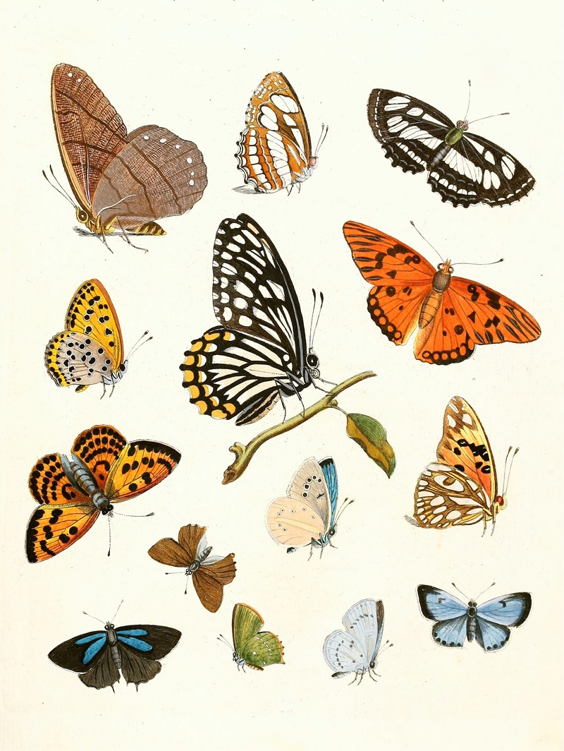 Johann Heinrich Sulzer - Dr. Sulzer’s Short History of Insects, Pl. 17
