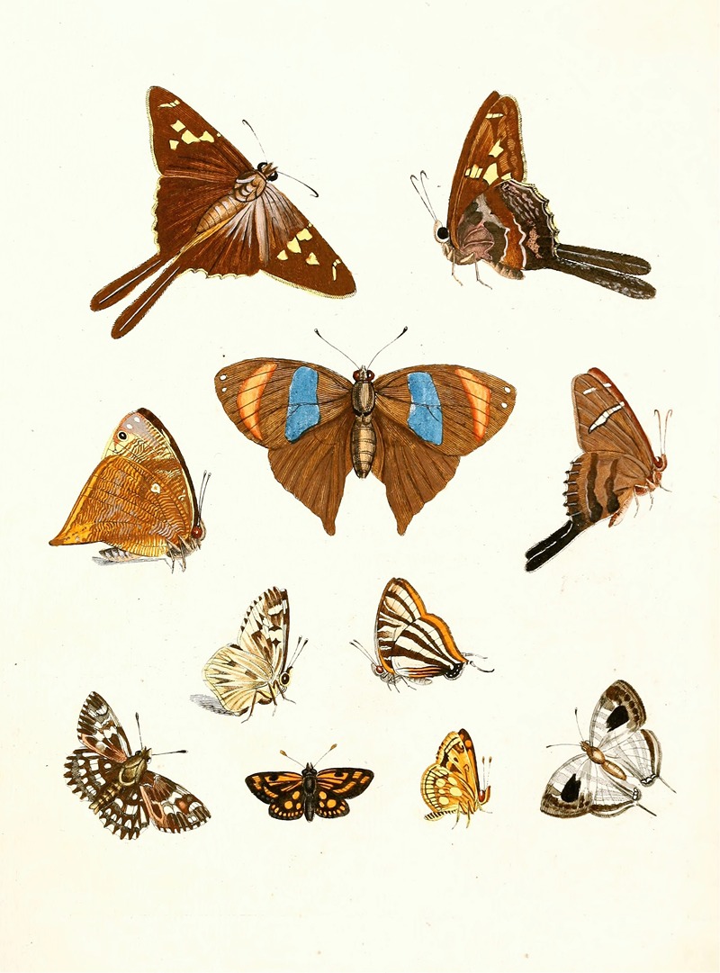 Johann Heinrich Sulzer - Dr. Sulzer’s Short History of Insects, Pl. 18