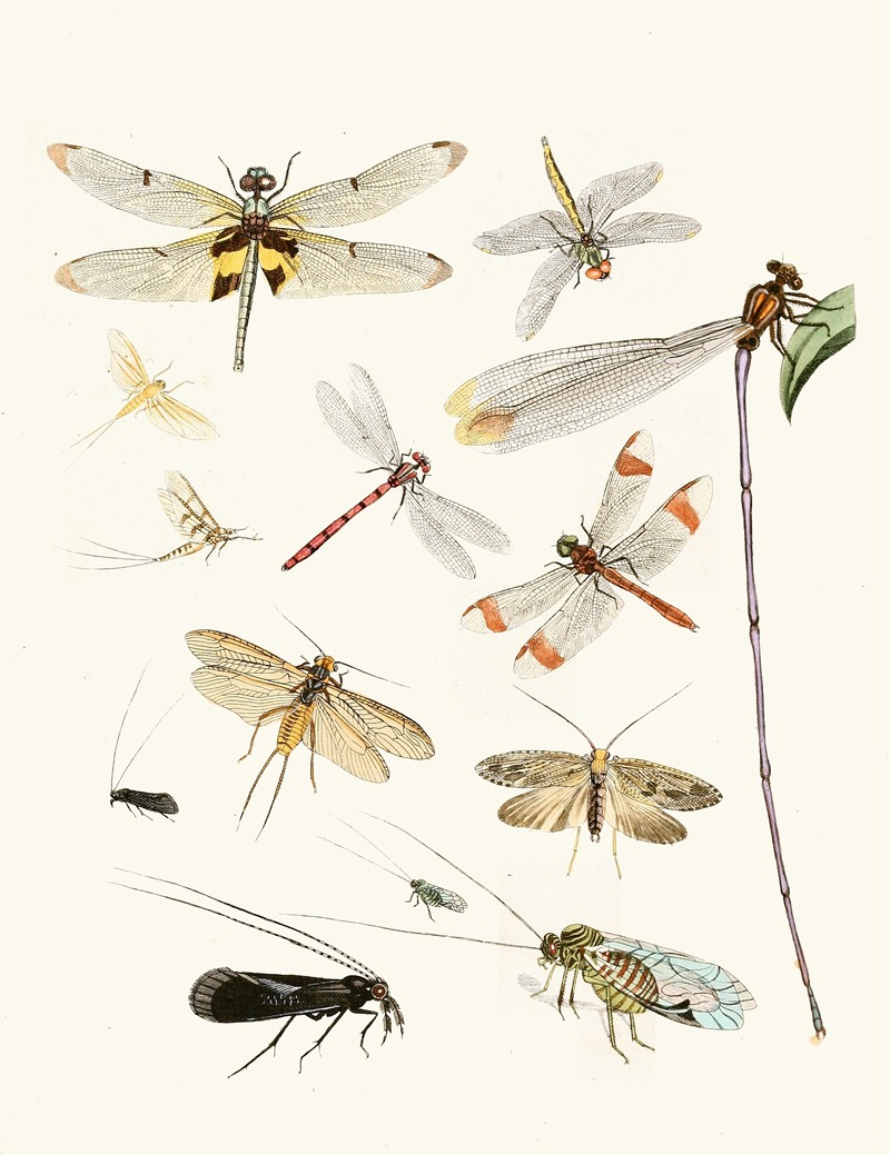 Johann Heinrich Sulzer - Dr. Sulzer’s Short History of Insects, Pl. 23