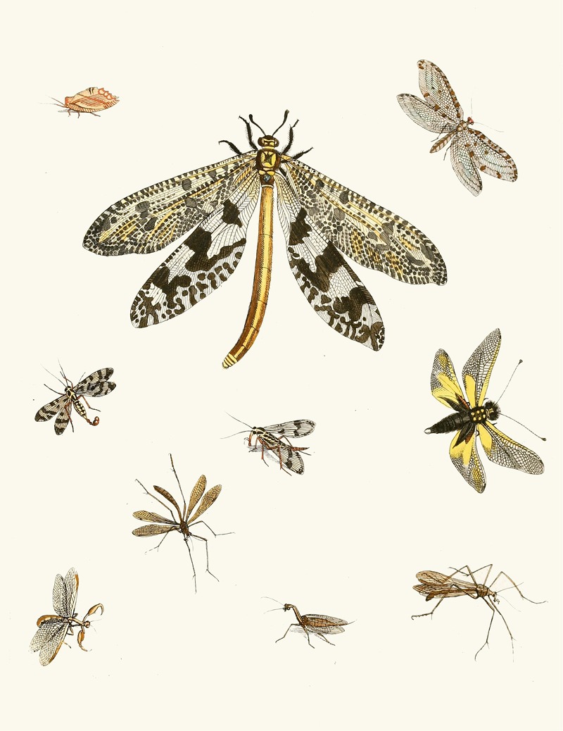 Johann Heinrich Sulzer - Dr. Sulzer’s Short History of Insects, Pl. 24