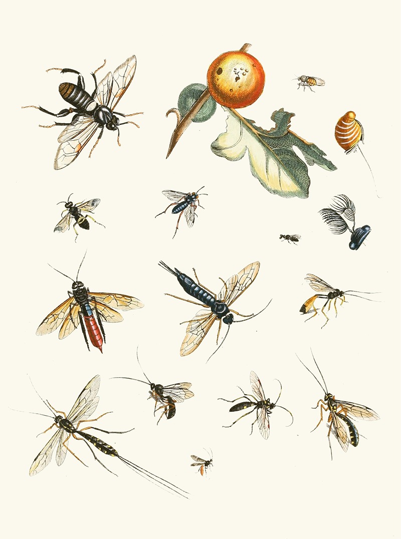 Johann Heinrich Sulzer - Dr. Sulzer’s Short History of Insects, Pl. 25