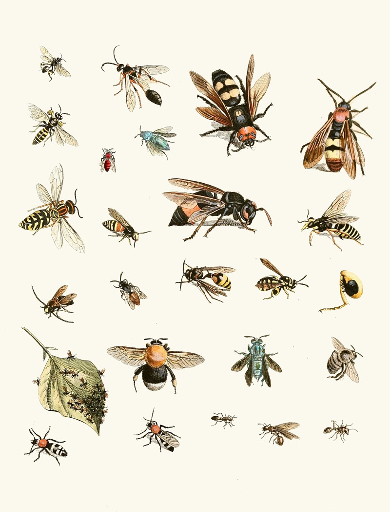 Johann Heinrich Sulzer - Dr. Sulzer’s Short History of Insects, Pl. 26