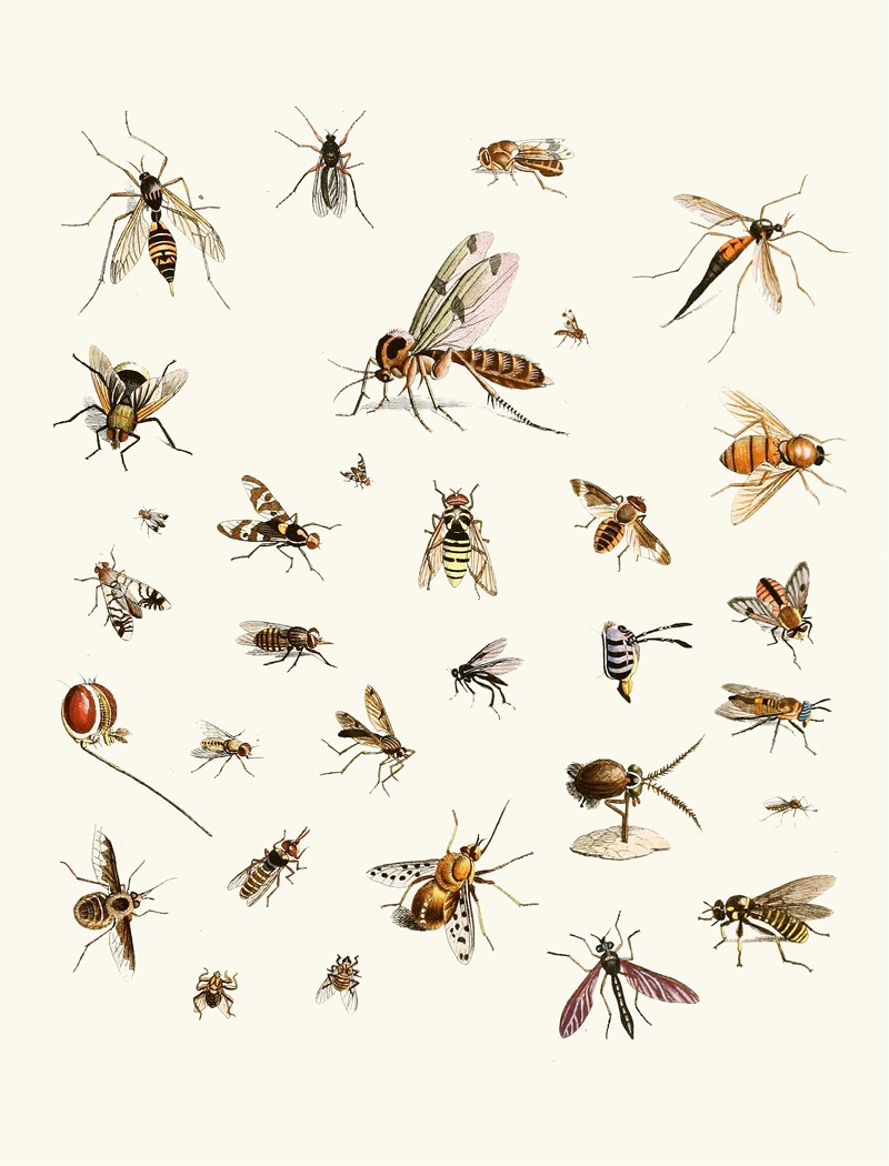 Johann Heinrich Sulzer - Dr. Sulzer’s Short History of Insects, Pl. 27