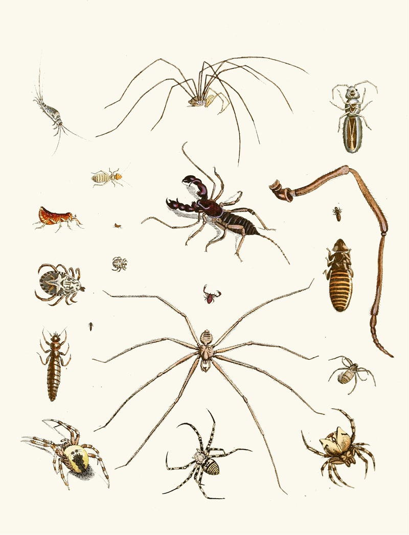 Johann Heinrich Sulzer - Dr. Sulzer’s Short History of Insects, Pl. 28
