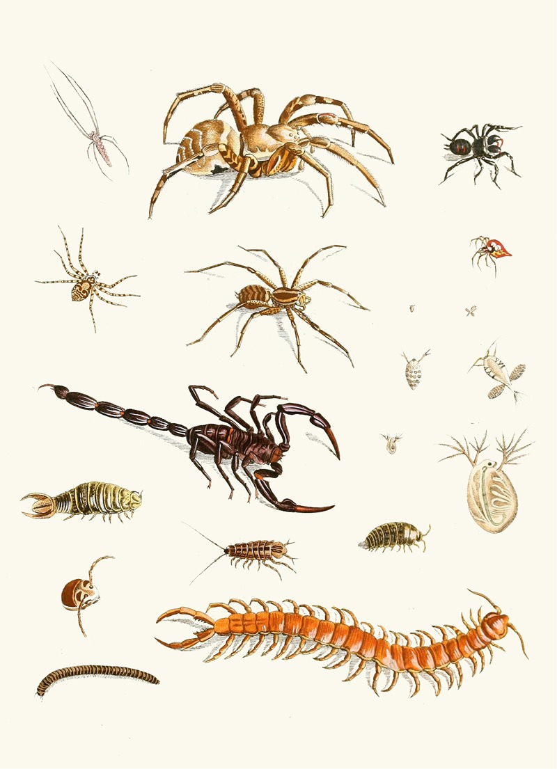 Johann Heinrich Sulzer - Dr. Sulzer’s Short History of Insects, Pl. 29