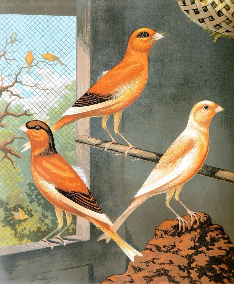 W. A . Blakston - Norwich Canaries