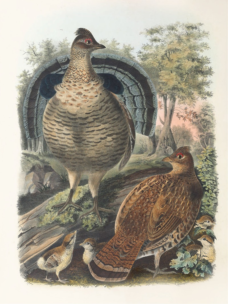 Daniel Giraud Elliot - Ruffed Grouse