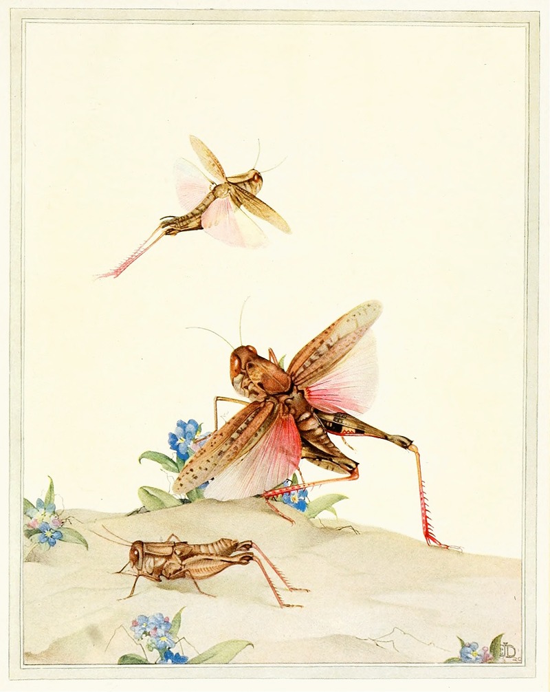 Edward Julius Detmold - Italian Locusts