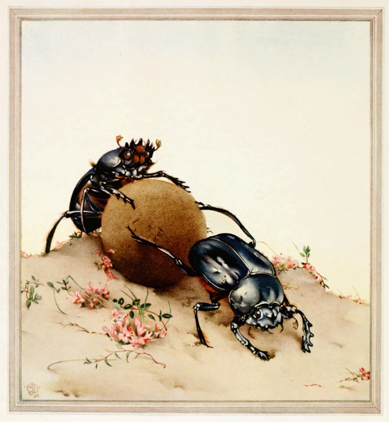 Edward Julius Detmold - The Sacred Beetle