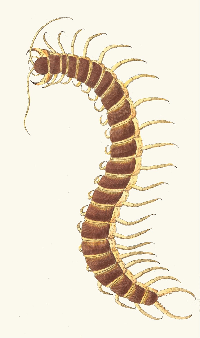 George Shaw - Centipede