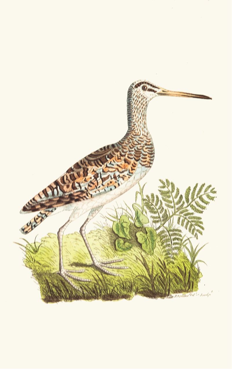 George Shaw - Chinese Snipe