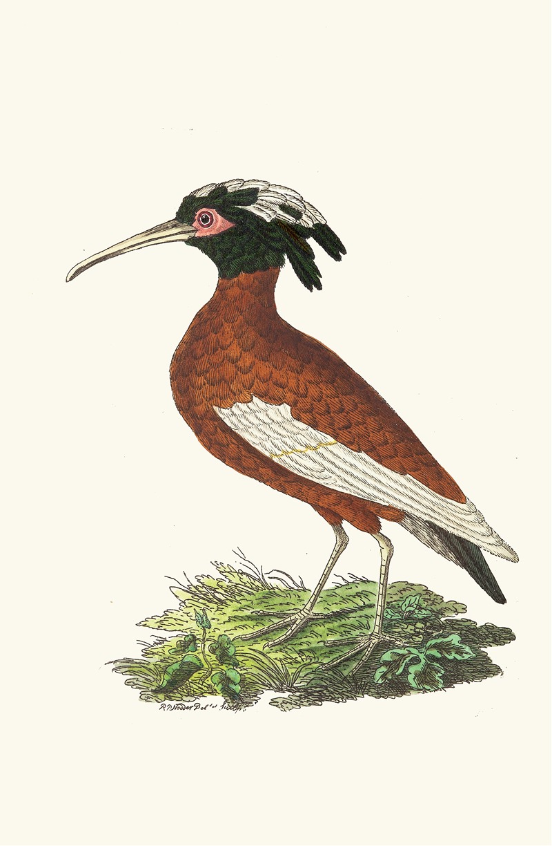 George Shaw - Crested Ibis