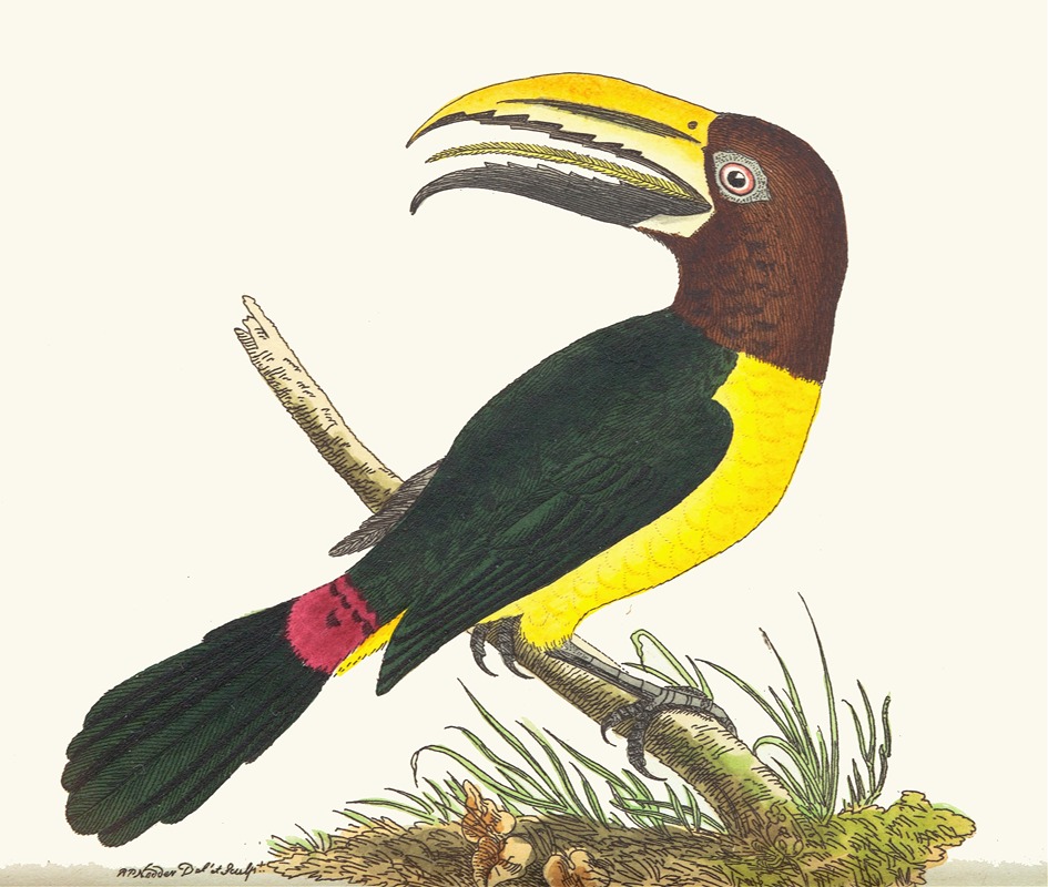 George Shaw - Green Toucan