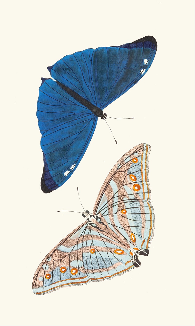 George Shaw - Papilio Adonis