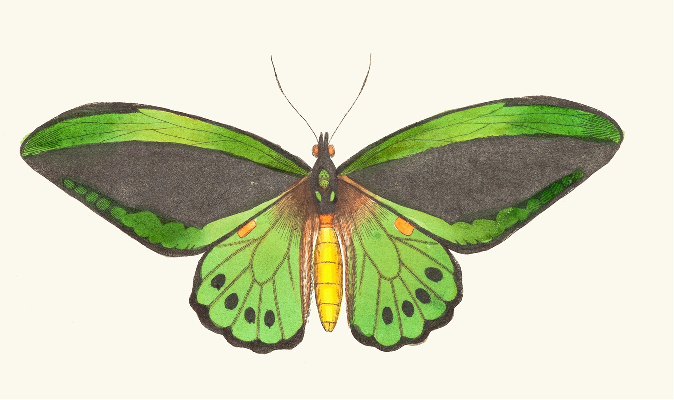 George Shaw - Papilio priamus