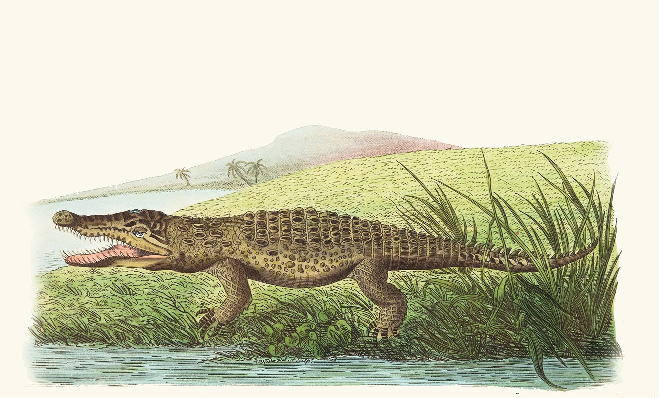 George Shaw - St Domingo Crocodile
