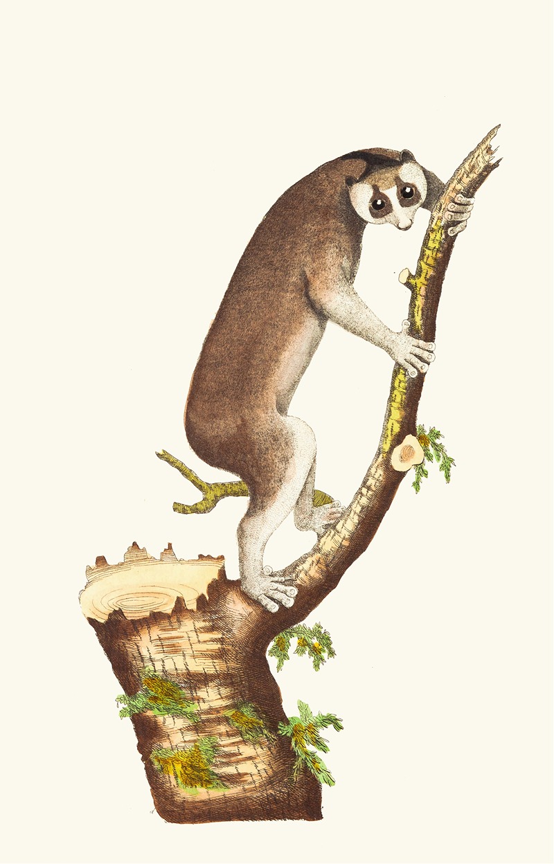 George Shaw - THE SLOW- PACED LEMUR