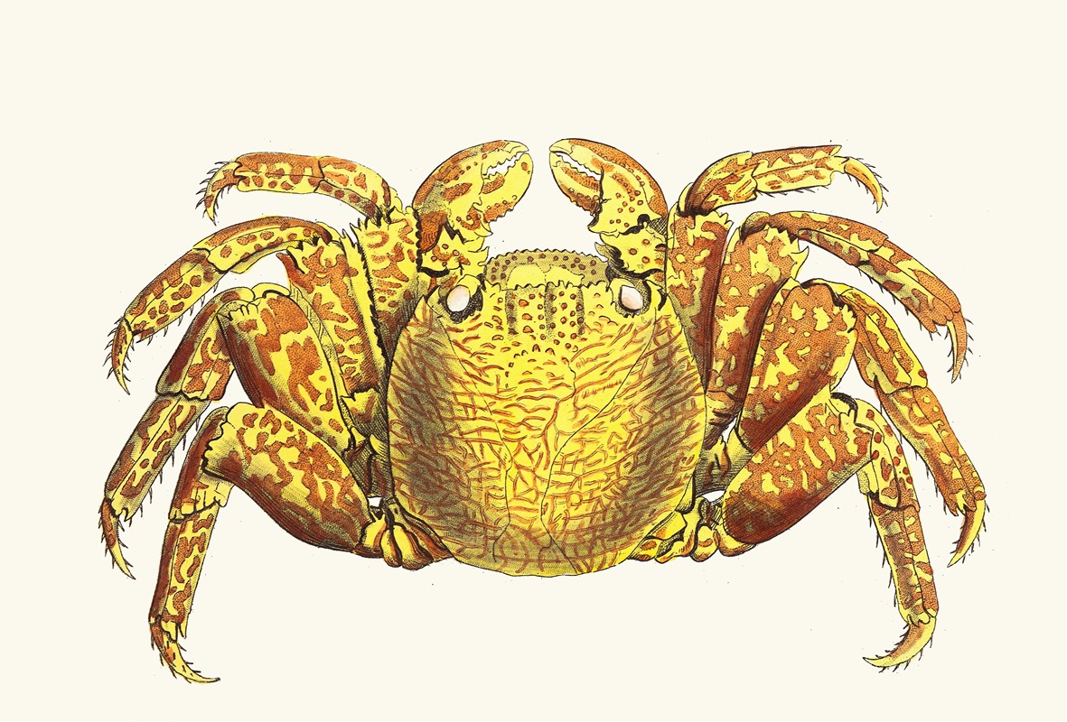 George Shaw - Variegated Crab