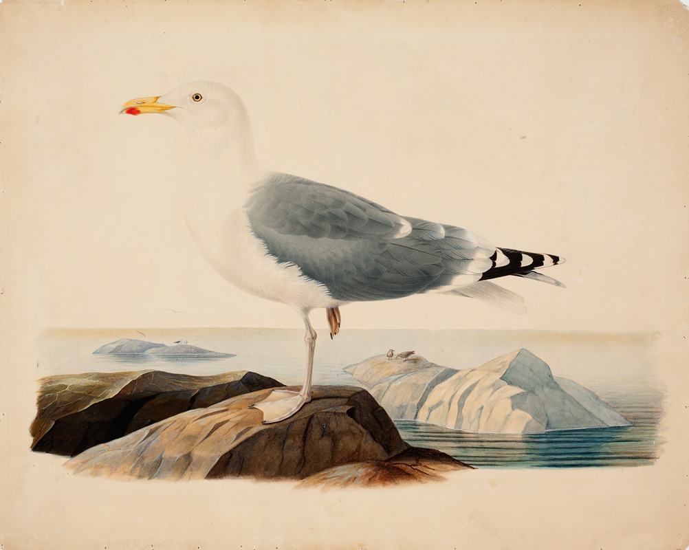 Ferdinand von Wright - European Herring Gull