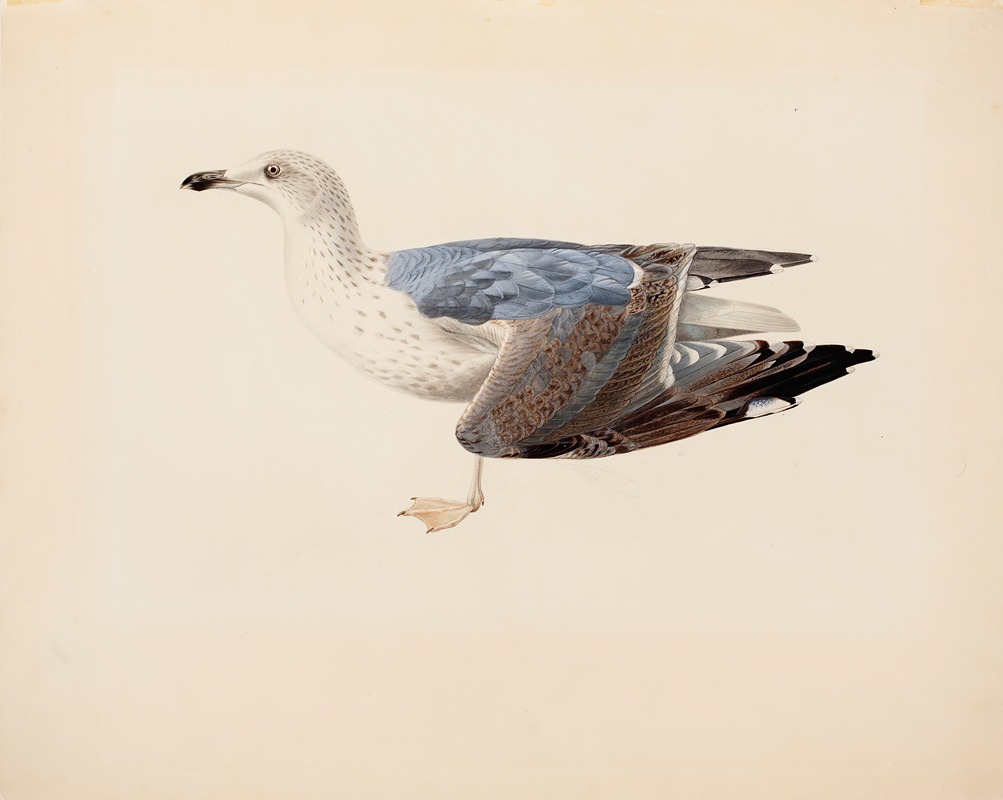 Magnus Von Wright - European Herring Gull