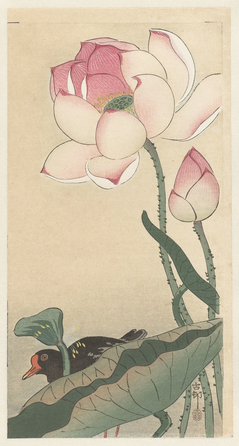 Ohara Koson - Gallinule with Lotus Flowers