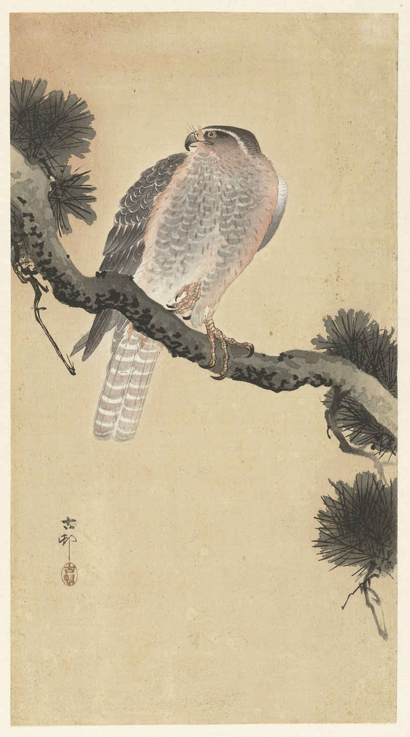 Ohara Koson - Hawk on pine branch