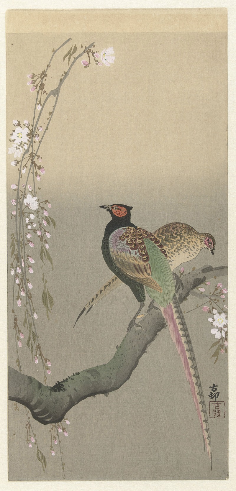 Ohara Koson - Pair of pheasants and cherry blossom