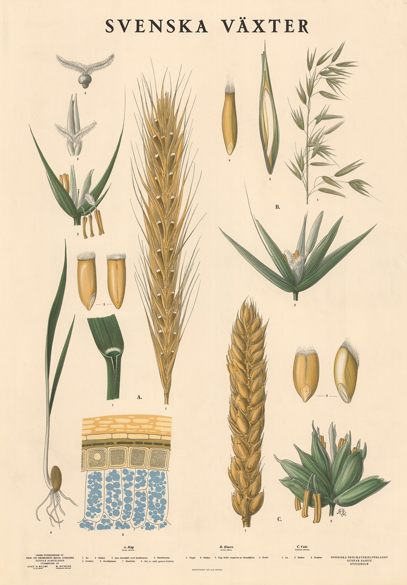 A. Råg. Secale cereale. B. Havre. Avena sativa. C. Vete. Triticum ...
