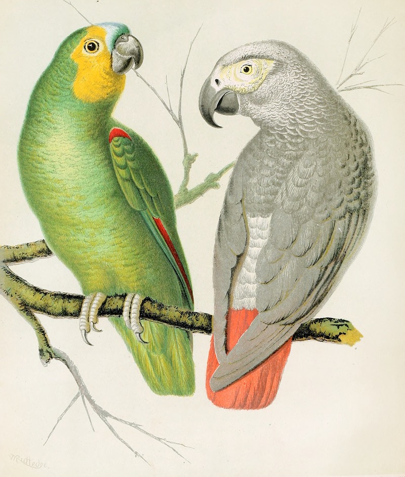 W. A . Blakston - Amazon Parrot, Grey Parrot
